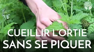 Comment cueillir l'ortie sans se piquer