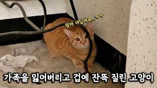 가족을 잃어버리고 겁에 잔뜩 질린 고양이... (고양이탐정)