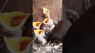 Mother Throws Immature baby bird out of the nest