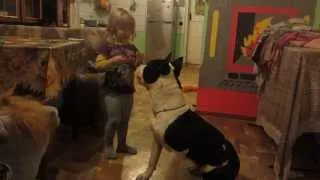 Маленькая девочка манипулирует бойцовой собакой