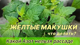 Почему желтеет макушка у рассады.