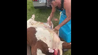 Skinning a Beefy with a sheep skinner