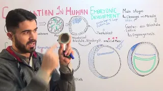 Gastrulation In Human Embryonic Development fully explained by Dr A Hadi