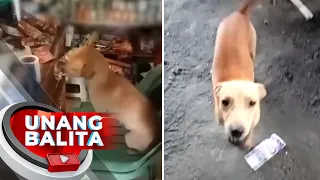 Post ng isang netizen tungkol sa aso niyang nangupit daw ng pera, pinusuan | UB