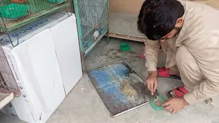 How To Properly Clean Your Bird's Cage