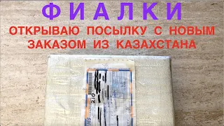 ФИАЛКИ. Открываю посылку с заказом из Казахстана от Ирины Заикиной "Фиалочная Жизнь".