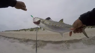 LURE THAT DOMINATED SPANISH MACKEREL!!! NC SLABS!!! CATCH AND COOK