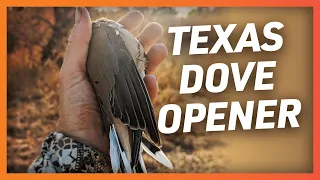 2023 Dove Season Opening Morning (TX Public Land)