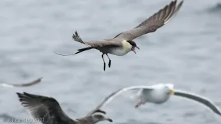 Seabirds of Southern California Part 2: Other Pelagic Birds