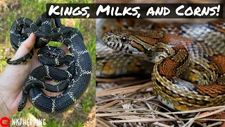 Kingsnakes, Corn Snakes, and Milk Snakes! Flipping for Colubrids in North Georgia!