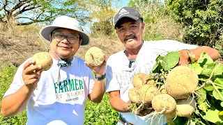 SINGKAMAS FARMING: isa na namang Halamang Tamad, pero Nakaka Milyonaryo!