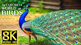 The Colorful World of Birds 8K ULTRA HD - The Most Beautiful Birds for Relaxation & Calming Music