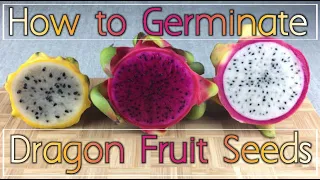 How to Germinate Dragon Fruit Seeds in a Pot/ Plastic Bag using a Paper Towel