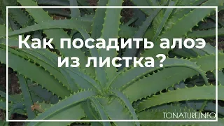 Как посадить алоэ из листка? | toNature.Info