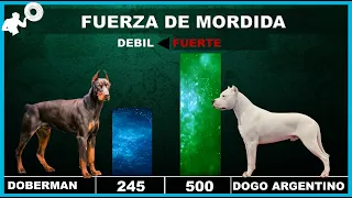 COMPARACIÓN Fuerza de MORDIDA, Desde el Perro más PEQUEÑO al más GRANDE