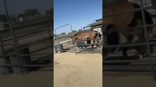 Horse hurts dog really bad