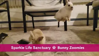 Bunny Zoomies