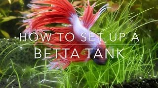 How to set up a Betta tank