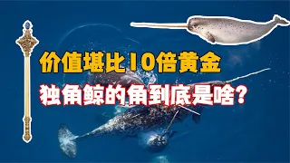 價值堪比10倍黃金，獨角鯨的“角”到底是什么，它有何作用？