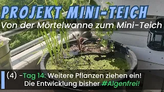 Von der Mörtelwanne zum Mini-Teich! Tag 14: -Weitere Pflanzen, die Entwicklung! (4) #minipond