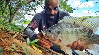 Já pescou tilapia desse tamanho com essa fruta? A melhor isca natural para tilápia! Pescaria