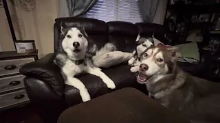 Huskies Talking