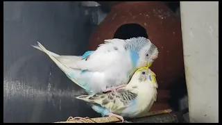 Budgies Mating call / Love Birds Mating video