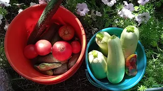 В моем огороде все растет! Кабачки, помидоры, огурцы, перец, арбузы и дыни. Обзор 7 июля