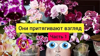 Часть 1. Они притягивают взгляд из всех, кто цветёт.