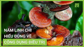 Hiểu đúng về nấm linh chi trong hỗ trợ điều trị | VTC16