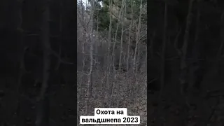 Момент охоты на вальдшнепа 2023