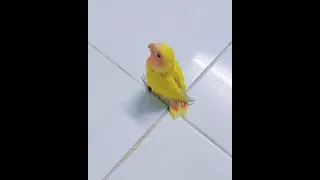 Teach Aki to Turn Around  - How Do You Teaching Lovebird Parrot to Spin By Turning Around