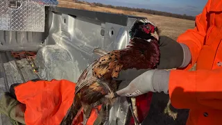 Pheasant Hunt with Tactacam 5.0