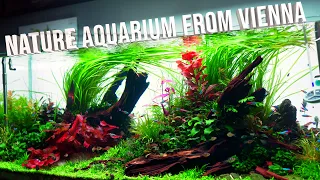 One Of The Best Nature Style Planted Aquarium