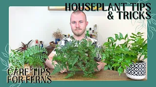 Care Tips For Ferns | Houseplant Tips & Tricks Ep. 14