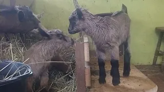 Вымя Козы на 3й день после ОКОТА🐐Сколько молока выпивают КОЗЛЯТА за раз🍼У КОЗ в гостях🐐 Низко молоко