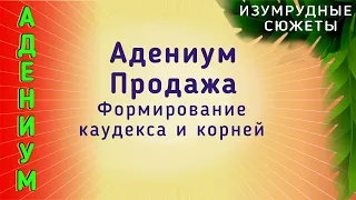 АДЕНИУМ Продажа.  Формирование каудекса корней Адениума.