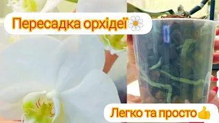 Пересадка орхідеї, дуже легко і просто.😉