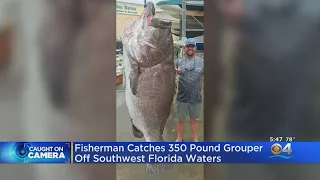 Fisherman Catches 350 Pound Grouper Of SW Florida Waters