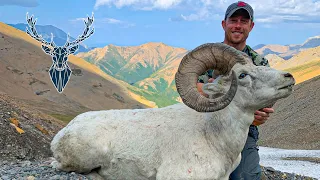 Dall Sheep Hunting | Alaska Range