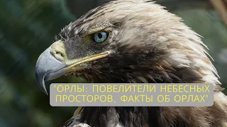 "Орлы: Повелители Небесных Просторов, факты об орлах"