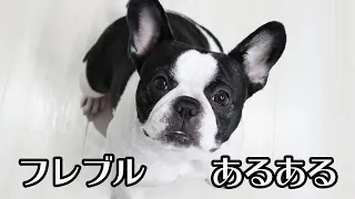 フレブル飼いたい方必見！フレンチブルドッグあるある１０選