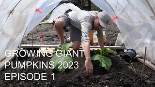 Growing Giant Pumpkins 2023 Episode 1 - Transplant