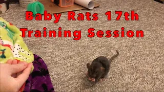 Baby Rat's 17th Trick Training Session (Scent Detection!)