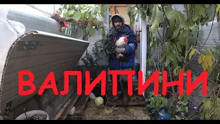 Из теплицы в Валипини