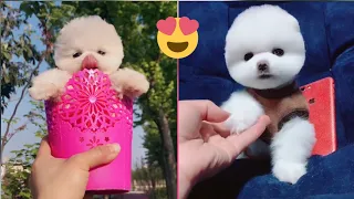 Little Little teacup dog😍😍Funny And Cute Puppies Compilation