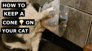 How to stop a Cat removing a E-Collar (Cone) Our DIY Innovative solution