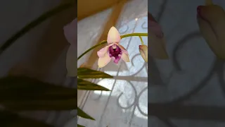 Тайна раскрыта🌸 Кто был прав ?