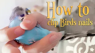 How to Clip Birds nails? | Mission success! 😅