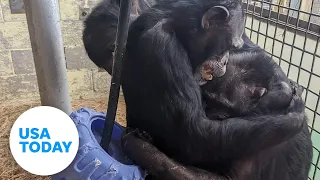 Reunited chimps share emotional hugs after roadside zoo rescue | USA TODAY